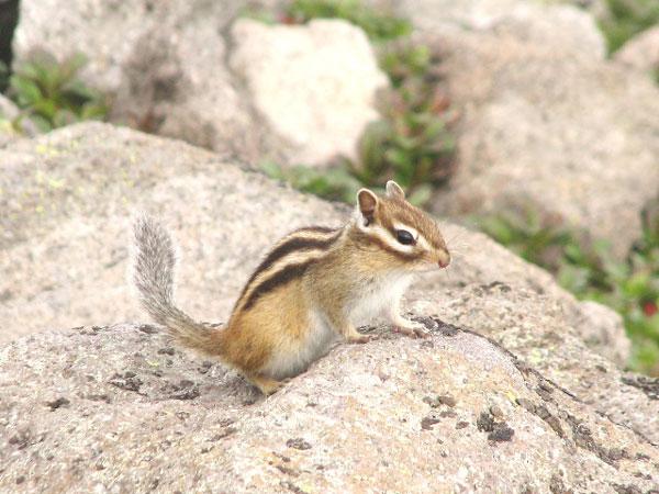 小さく可愛らしい姿で人気のエゾシマリス 小さく可愛らしい姿で人気のエゾシマリス