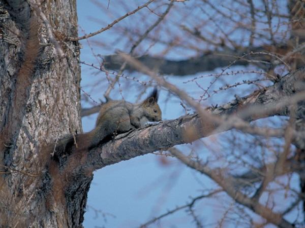 木の上で生活する「エゾリス」 木の上で生活する「エゾリス」