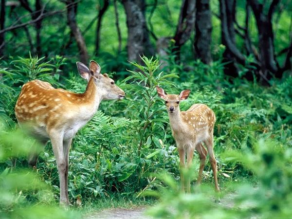 エゾシカのほとんどは森に生息している。 森に生息しているエゾシカ。