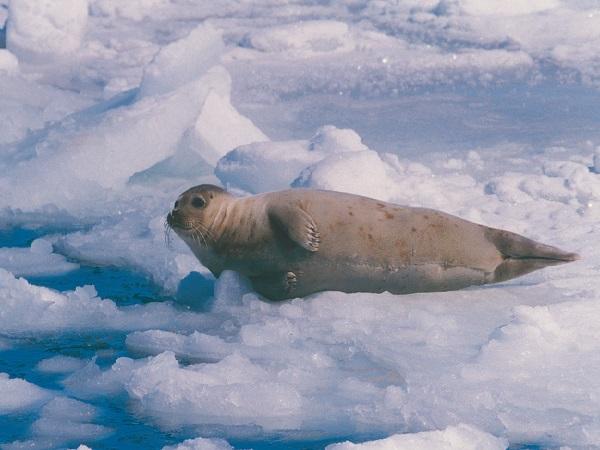 日本に生息するアザラシのほとんどは北海道に生息している。 北海道に生息しているアザラシ。