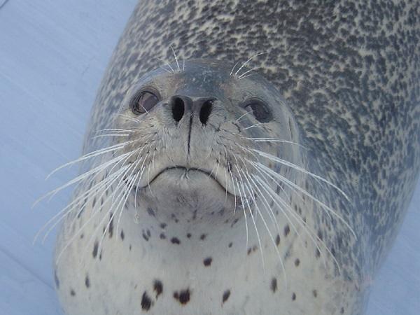 ゴマフアザラシは可愛らしい仕草で人気 ゴマフアザラシは可愛らしい仕草で人気