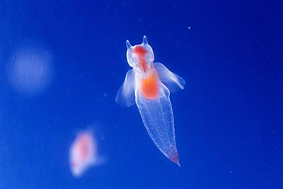 クリオネは可愛らしい姿でオホーツクのマスコット的な存在。