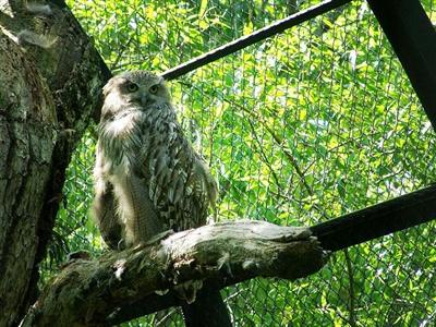 北海道は、シマフクロウの保護に力を入れている。