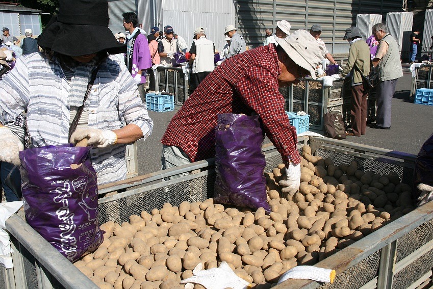 毎年大人気の「メークイン混玉買い物袋詰め放題」 帯広大正メークインまつり