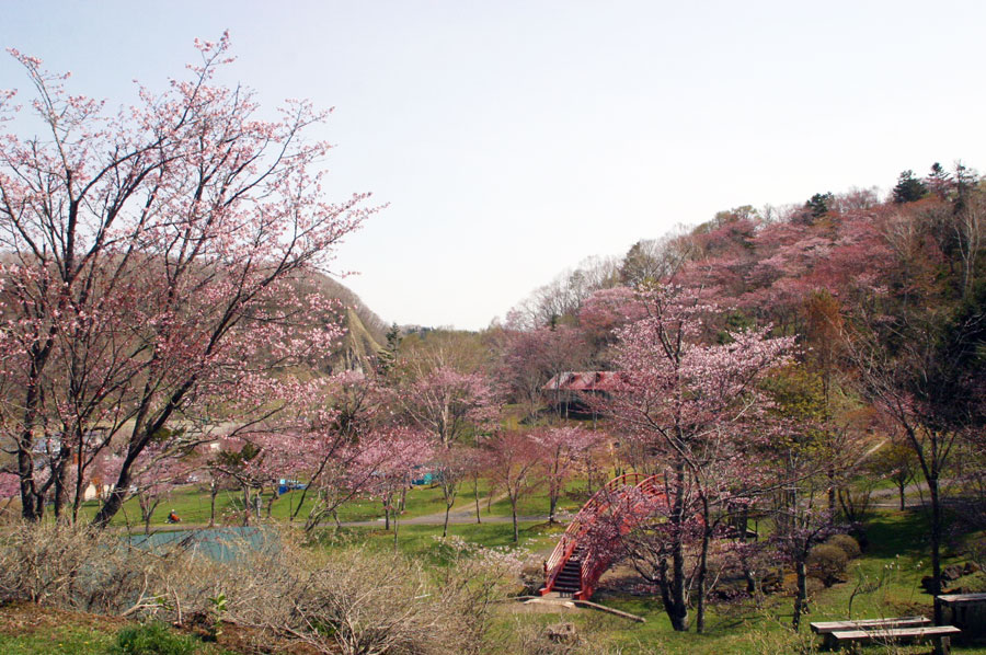 約1200本もの桜が咲き誇る子野日公園 約1200本もの桜が咲き誇る子野日公園