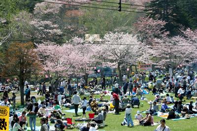 満開の桜の下で、厚岸特産の牡蠣を味わおう