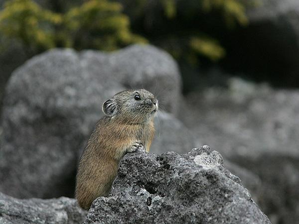 ナキウサギ ナキウサギ