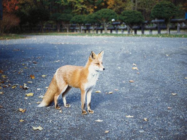 キタキツネ キタキツネ