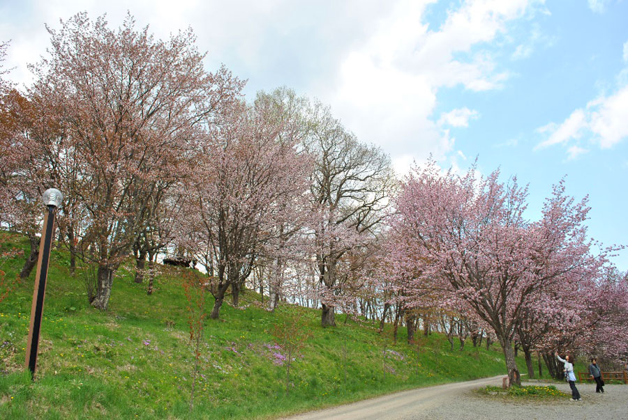 桜の名所として市民に親しまれる、上常呂金刀比羅神社の桜公園 かみところ金刀比羅山桜まつり