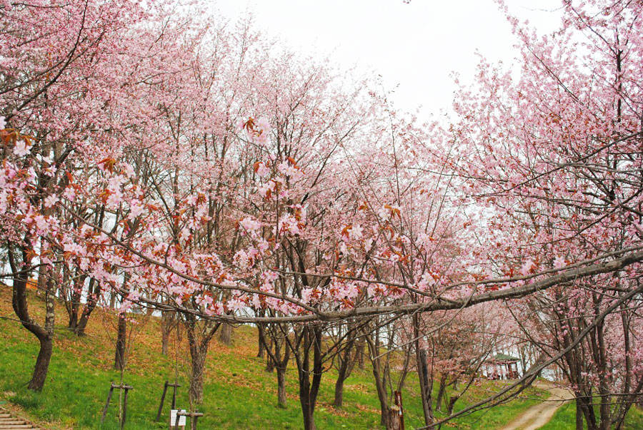 山全体に約650本のエゾヤマザクラが咲く かみところ金刀比羅山桜まつり