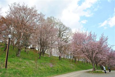 かみところ金刀比羅山桜まつり