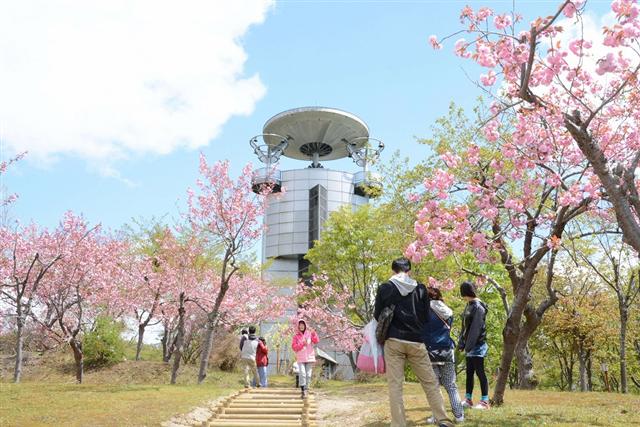 美しく咲き誇る桜を楽しめる びばいさくら