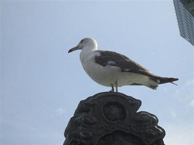 ウミネコ