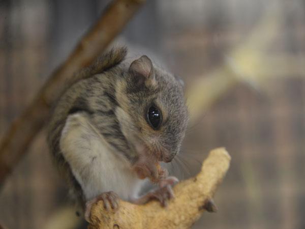 エゾモモンガ(写真提供:円山動物園) エゾモモンガ