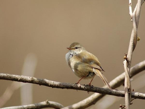ウグイス ウグイス