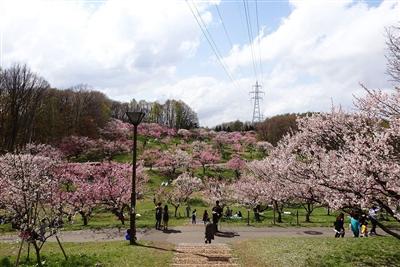 ひらおか梅まつり