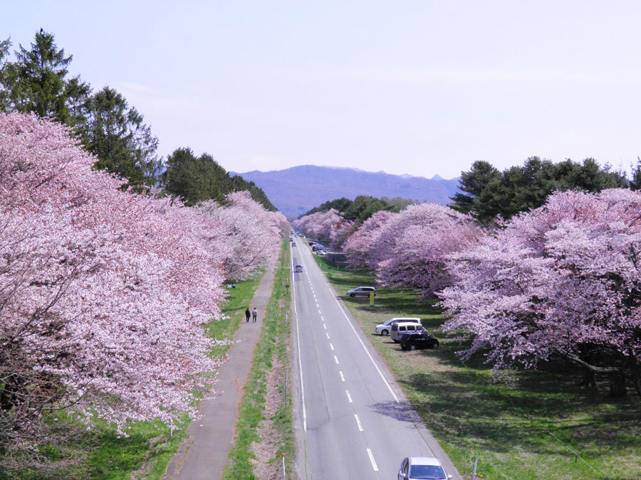 北海道屈指の花見スポットである二十間道路 しずない桜まつり