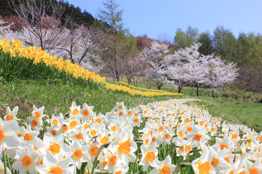 満開の水仙と桜のコントラストを楽しめる 満開の水仙と桜のコントラストを楽しめる