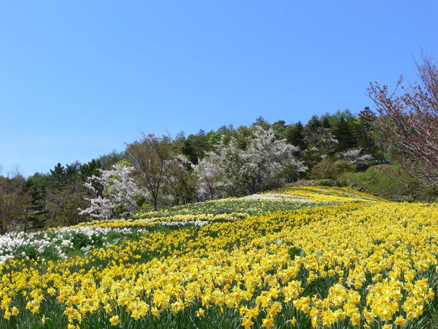 公園一帯の斜面に約30万株の水仙が咲く 公園一帯の斜面に約30万株の水仙が咲く