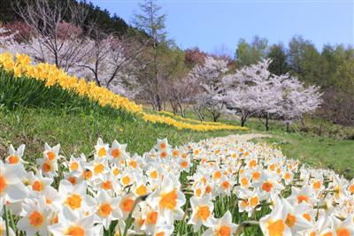 満開の水仙と桜のコントラストを楽しめる