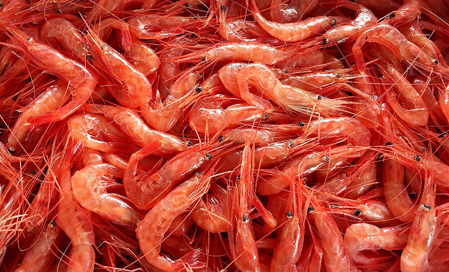 羽幌町の特産品、プリッとした食感と甘味が特徴の新鮮な甘えび はぼろ甘エビまつり