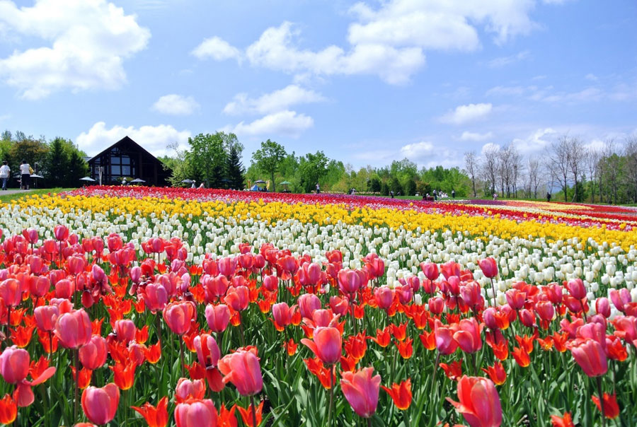 色とりどりのチューリップが丘一面に広がる 色とりどりのチューリップが丘一面に広がる