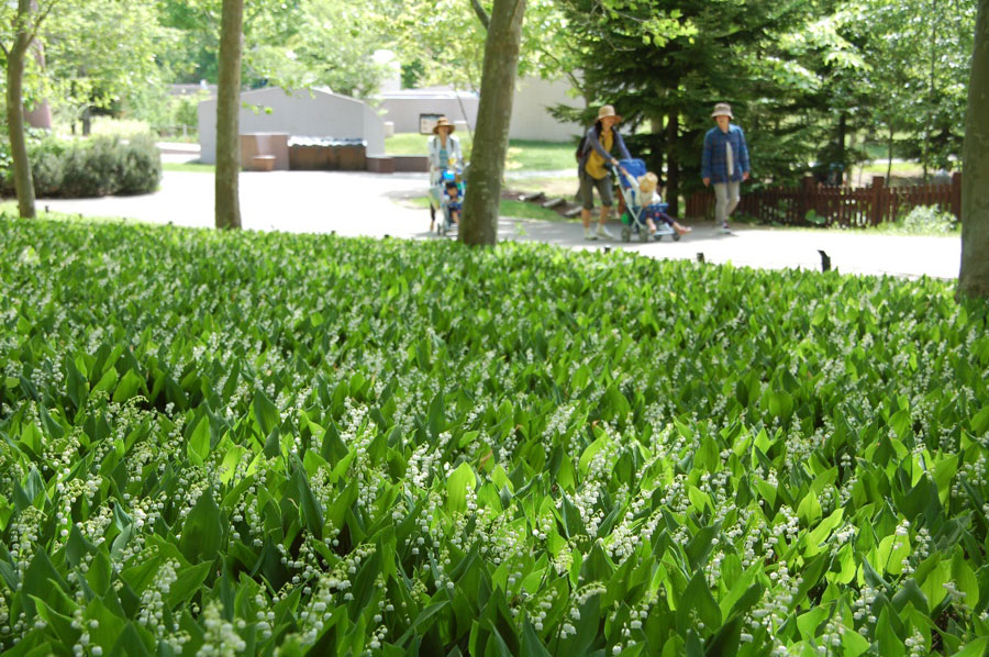 公園の名前にもなっている甘い香りのスズラン 公園の名前にもなっている甘い香りのスズラン