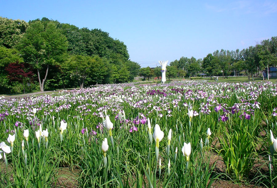 1万2千株のあやめ、花菖蒲が咲く「あやめ公園」 いわみざわ彩花まつり