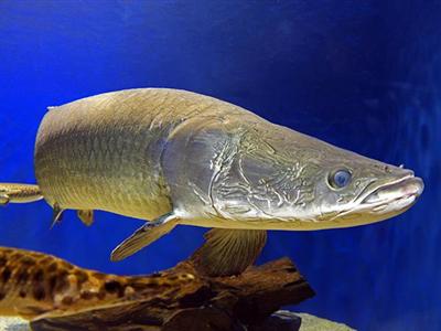 世界最大の淡水魚、ピラルク