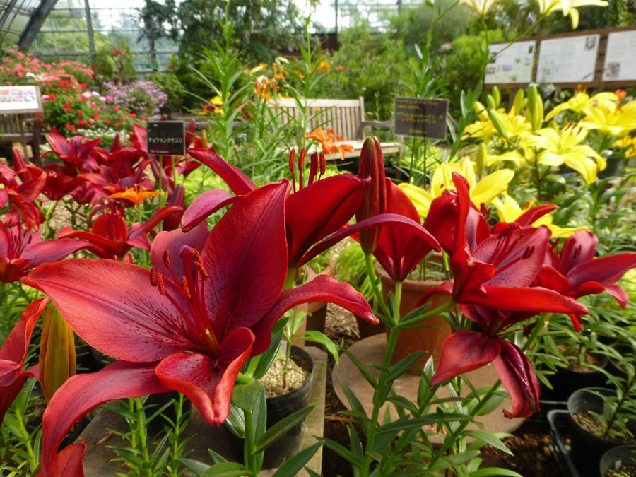 世界各地の多種多彩なユリを観賞できる ユリ展