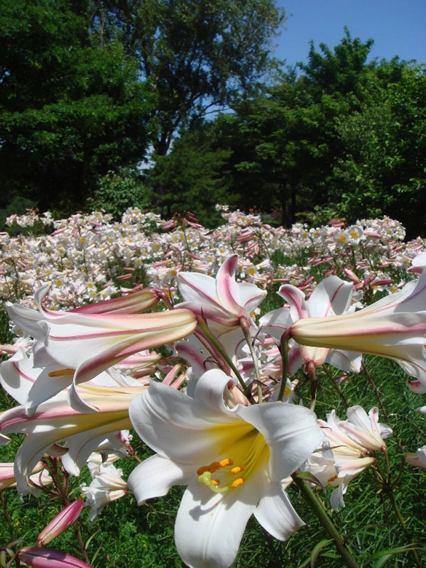約80種のユリが咲く「世界の百合広場」 ユリ展