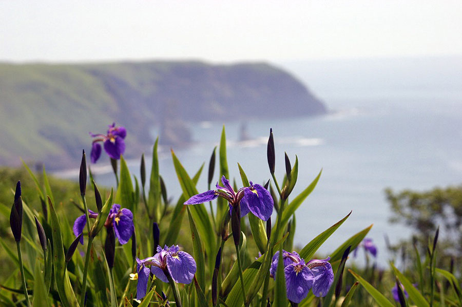 満開のヒオウギアヤメとともに、太平洋の海岸線の景色を楽しめる あっけしあやめまつり
