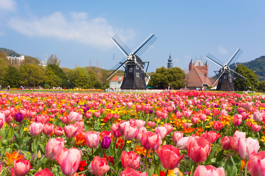 春のチューリップ祭 春のチューリップ祭