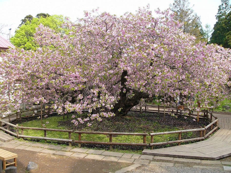 松前さくらまつり