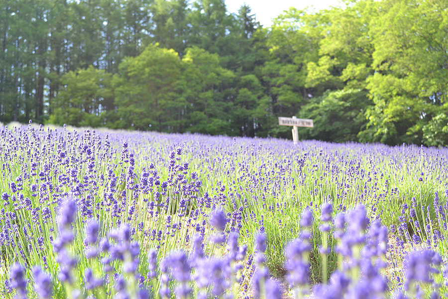 夫婦二人で営業する“あたたかい”手作りラベンダー園 夫婦二人で営業する“あたたかい”手作りラベンダー園
