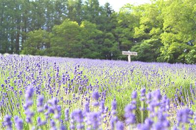 夫婦二人で営業する“あたたかい”手作りラベンダー園