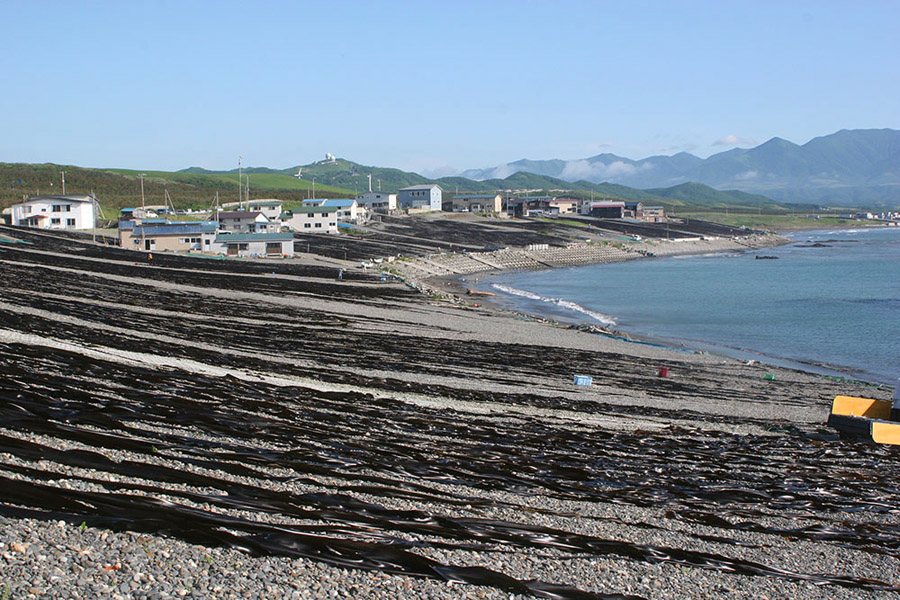 漁の最盛期には砂浜に砂利を敷いた干場が昆布で真っ黒に染まる 昆布漁