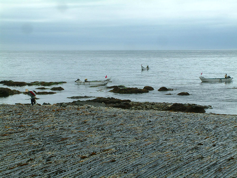 昆布漁は早朝5時から始まる。早起きして海へ出かけてみてはいかが 早朝の海