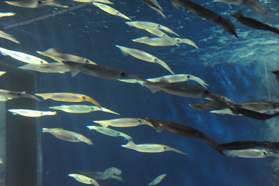 実験中であればイカの群泳が見られることも 実験中であればイカの群泳が見られることも