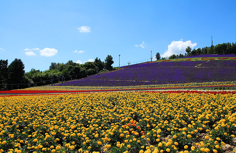北星山の斜面に広がるラベンダ―畑 北星山の斜面に広がるラベンダ―畑