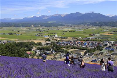 中富良野町営ラベンダー園
