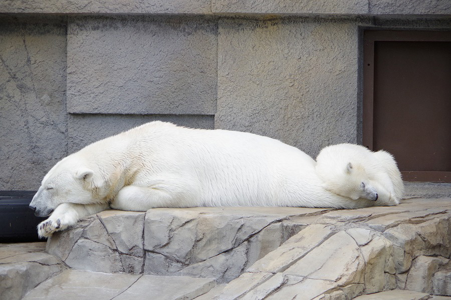 メスと判別された「ララ」の子グマ