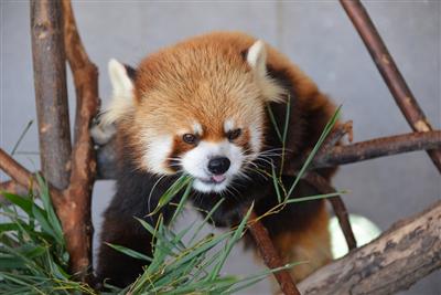 レッサーパンダ