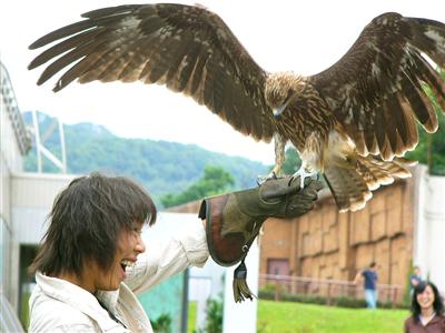 鷹匠体験