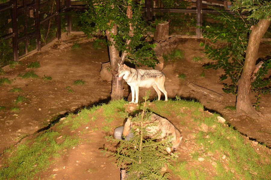 円山動物園で開催される夜の動物園の様子 夜の動物園