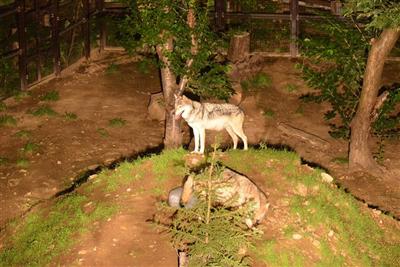 夜の動物園