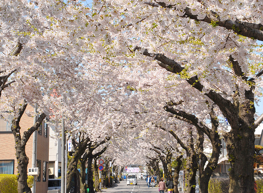 約800メートルに及ぶ桜のアーチ 約800メートルに及ぶ桜のアーチ