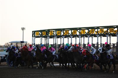 2歳馬レース