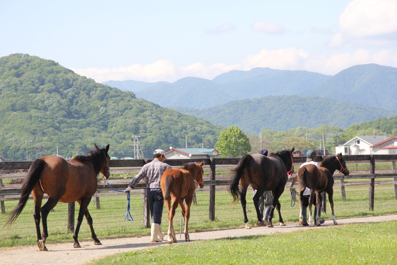 日高山脈を背に歩く可愛い仔馬の姿は競馬ファンならずとも心が躍る 牧場見学