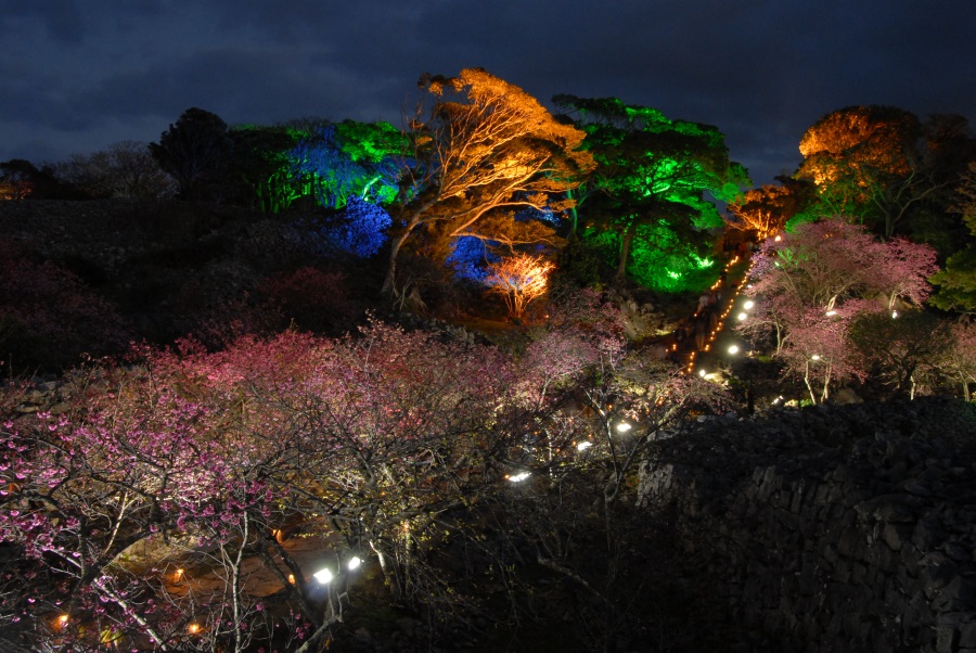 城内の石畳が光の道となり、夜空に桜が浮かび上がる